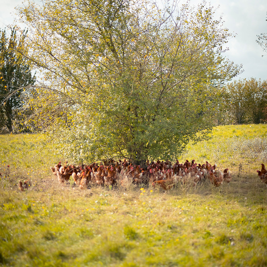 la ferme de la bassière à Cherrueix